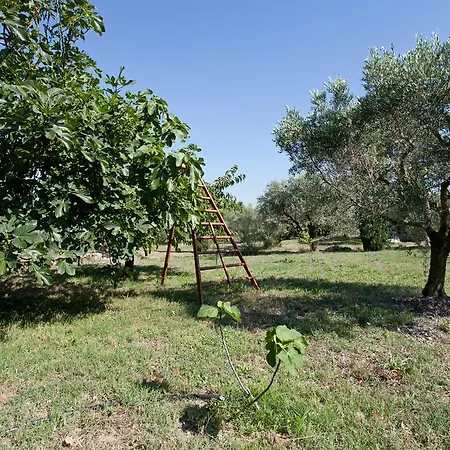 Mas Des Collines * Fontvieille